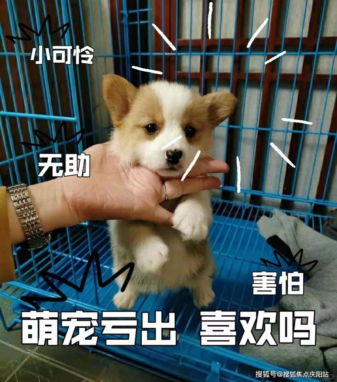 东莞金毛犬首页网站(东莞)东莞金毛犬去哪里买丨东莞金毛犬去哪里买!