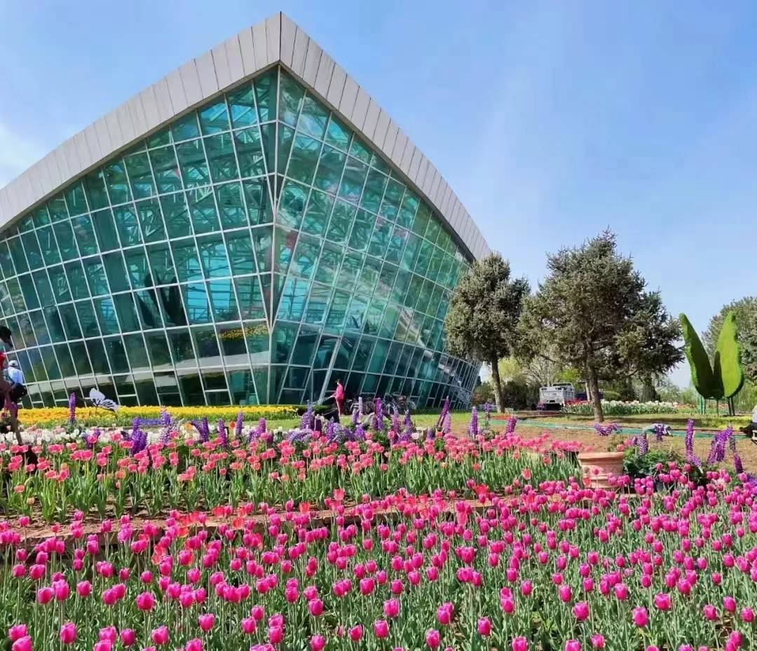 石家庄市植物园"春日顶流"郁金香 已达最佳观赏期