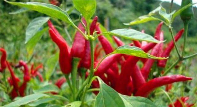 原创中国辣王不听医生劝每天5斤辣椒配白酒如今现状如何