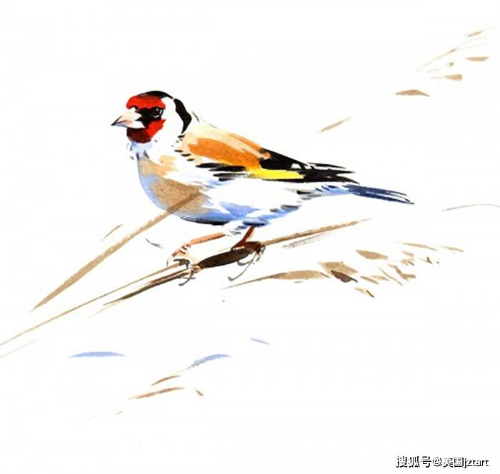 壁纸 动物 鸟 鸟类 雀 700_664