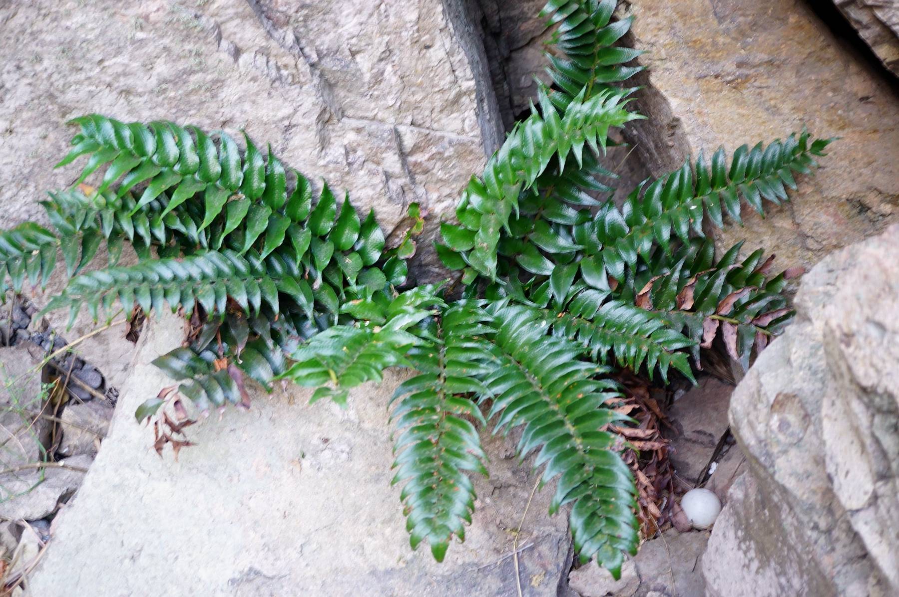 常见丛生植物图片