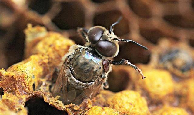 原创养蜂大叔的甜蜜事业带娇妻幼子四海为家缔造人与蜜蜂自然和谐