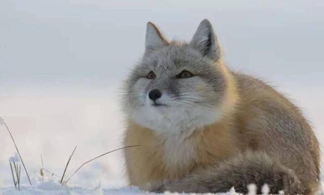 原创古代辽圣宗时期属国治理对辽朝的发展产生了哪些影响