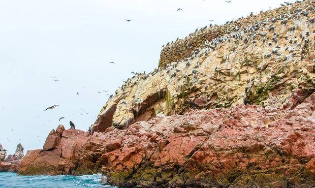 为争鸟粪,三个国家大打出手,结果一个海军覆灭,一个成内陆国_秘鲁