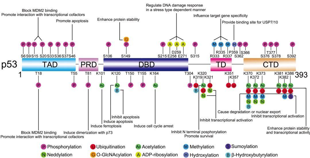 p53蛋白质结构域p53可以进行多种共价修饰,包括磷酸化,泛素化,类泛素