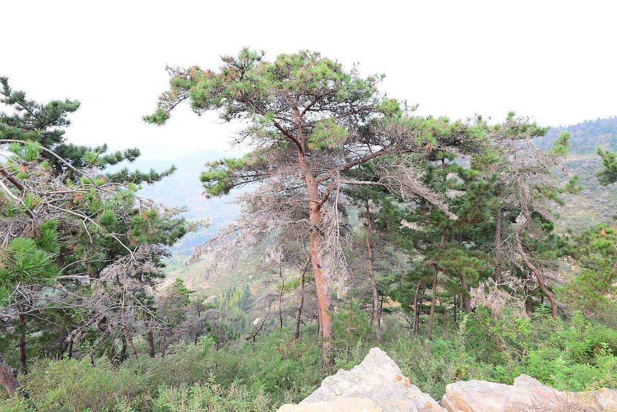 我见到的山东本土野生植物