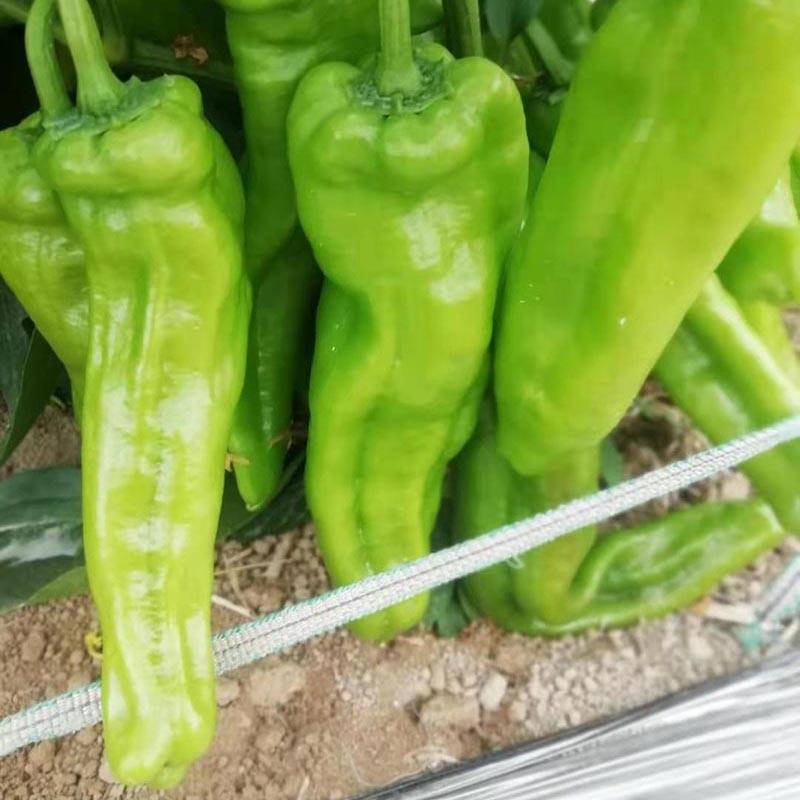 4,根据辣椒不同生长阶段,合理安排肥水管理.