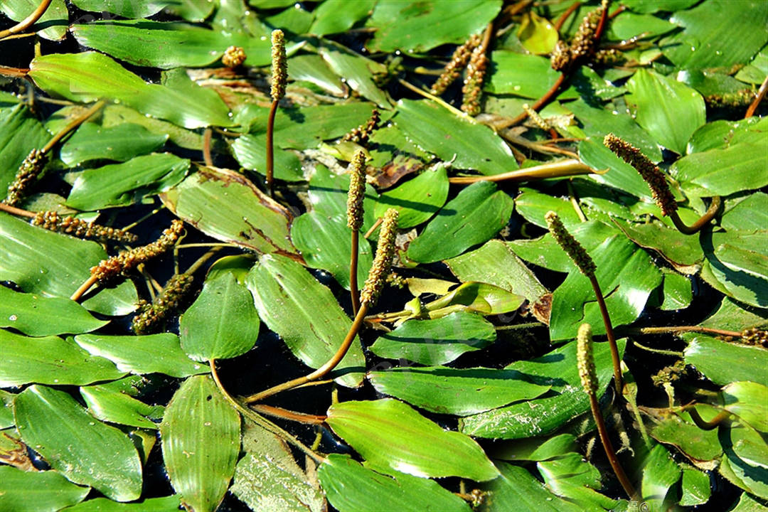 我见到的山东本土野生植物(39)眼子菜