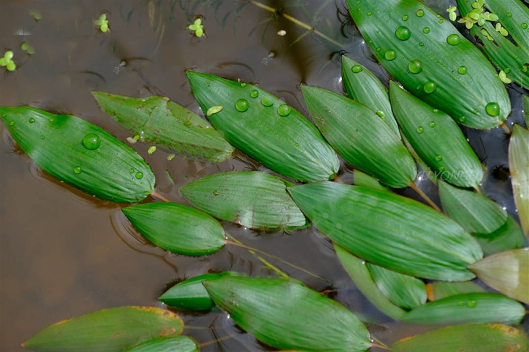 我见到的山东本土野生植物39眼子菜
