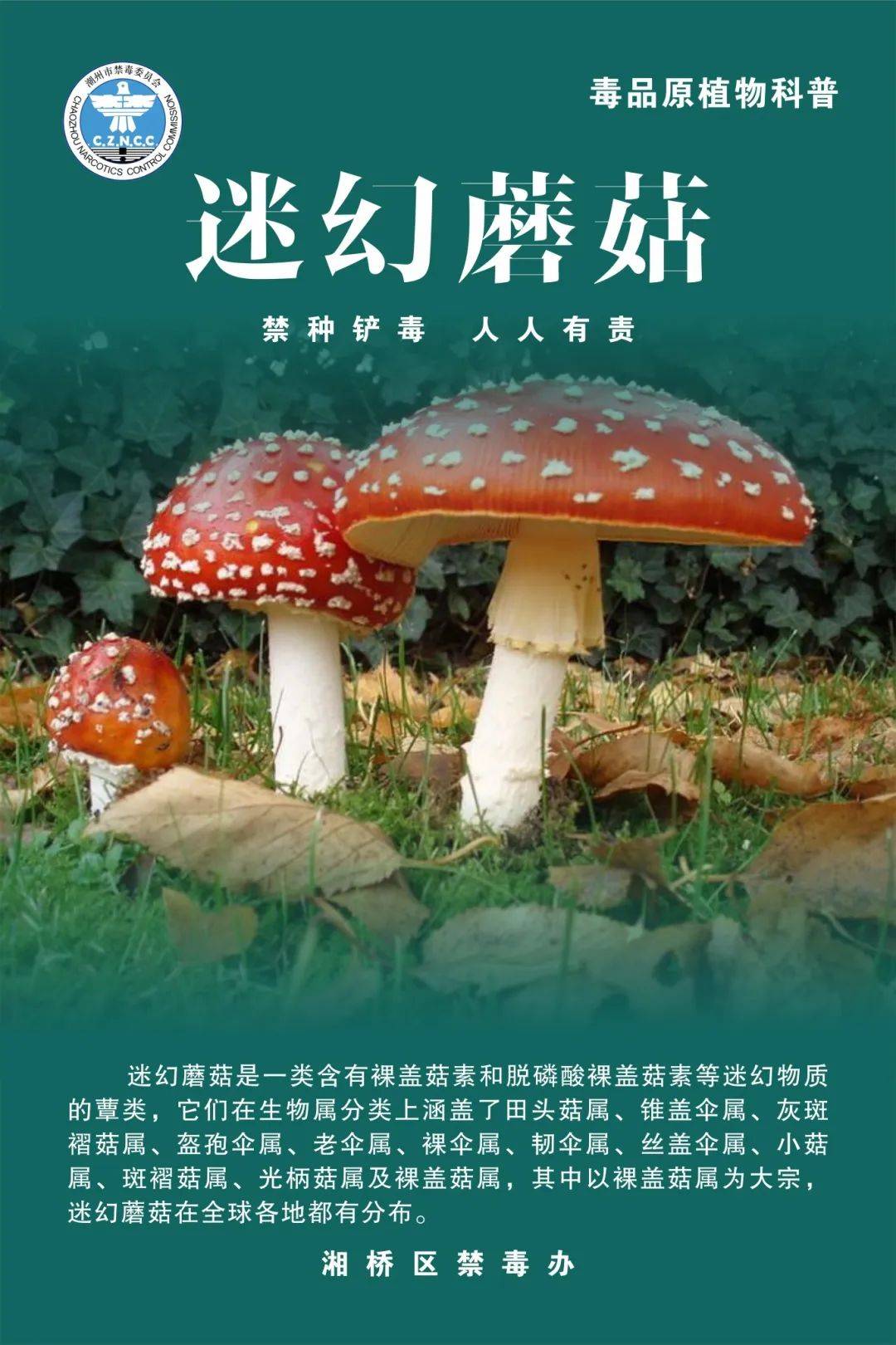 禁种铲毒|毒品原植物小课堂一起来学