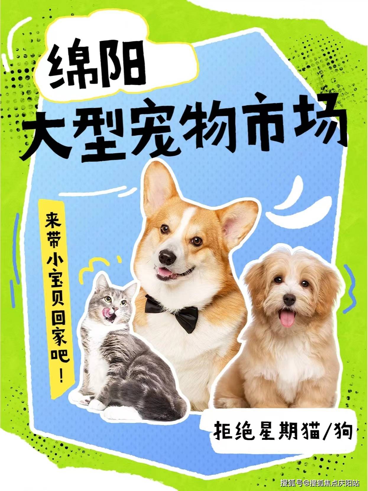 绵阳买布偶首页网站丨哪里有布偶猫咪卖绵阳哪里有布偶猫咪卖丨买宠物
