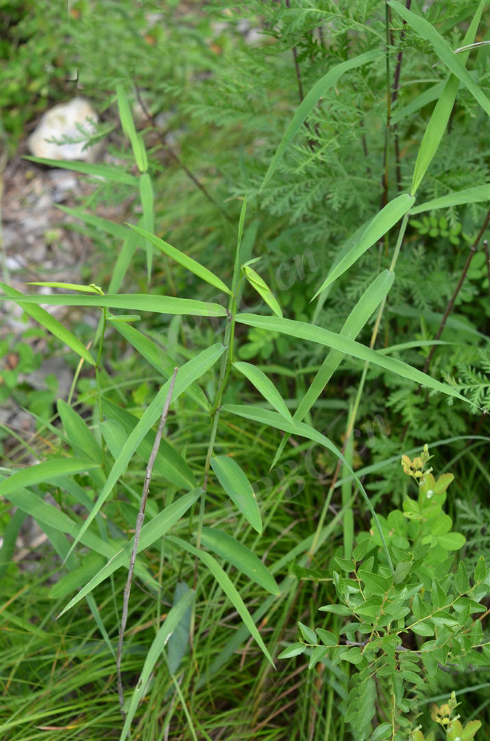 我见到的山东本土野生植物