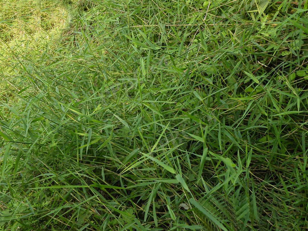 我见到的山东本土野生植物(63)北京隐子草