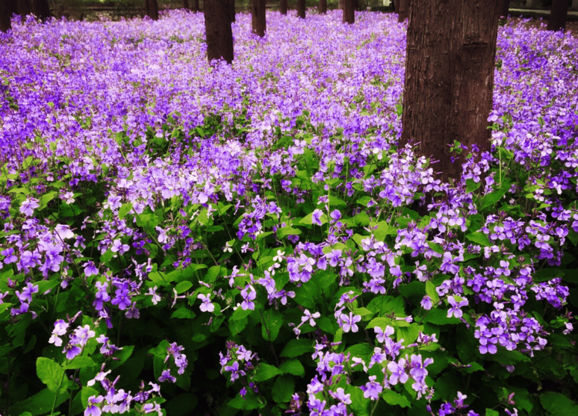 你不知道的郊野公园油菜花已开!