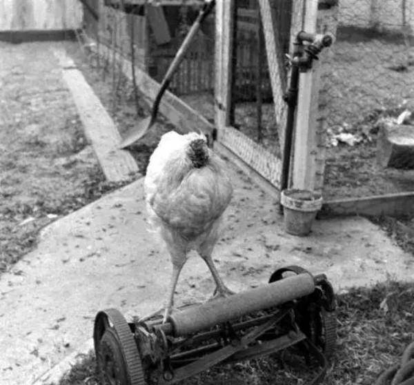 原创美国命硬无头鸡活了18个月主人还带它全国巡演后来怎样