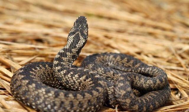 小恩养贵人大恩养仇人汉朝时连云港境内发生违背人伦的事