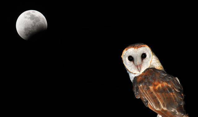 诗经里墓门荆丛男女幽会的描写,见证了古人一种特殊心理变化_猫头鹰