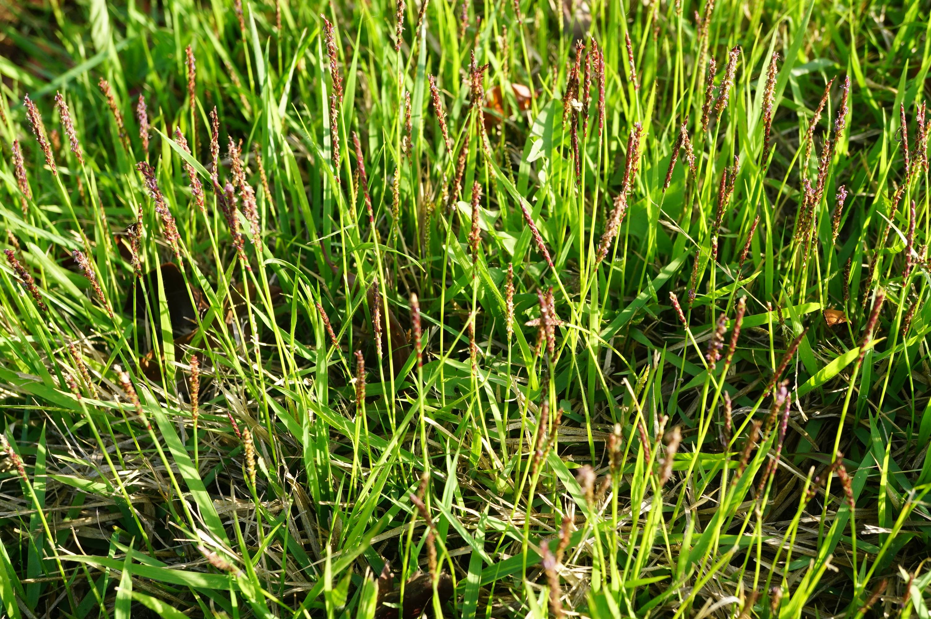 我见到的山东本土野生植物(73)中华结缕草(原变种)