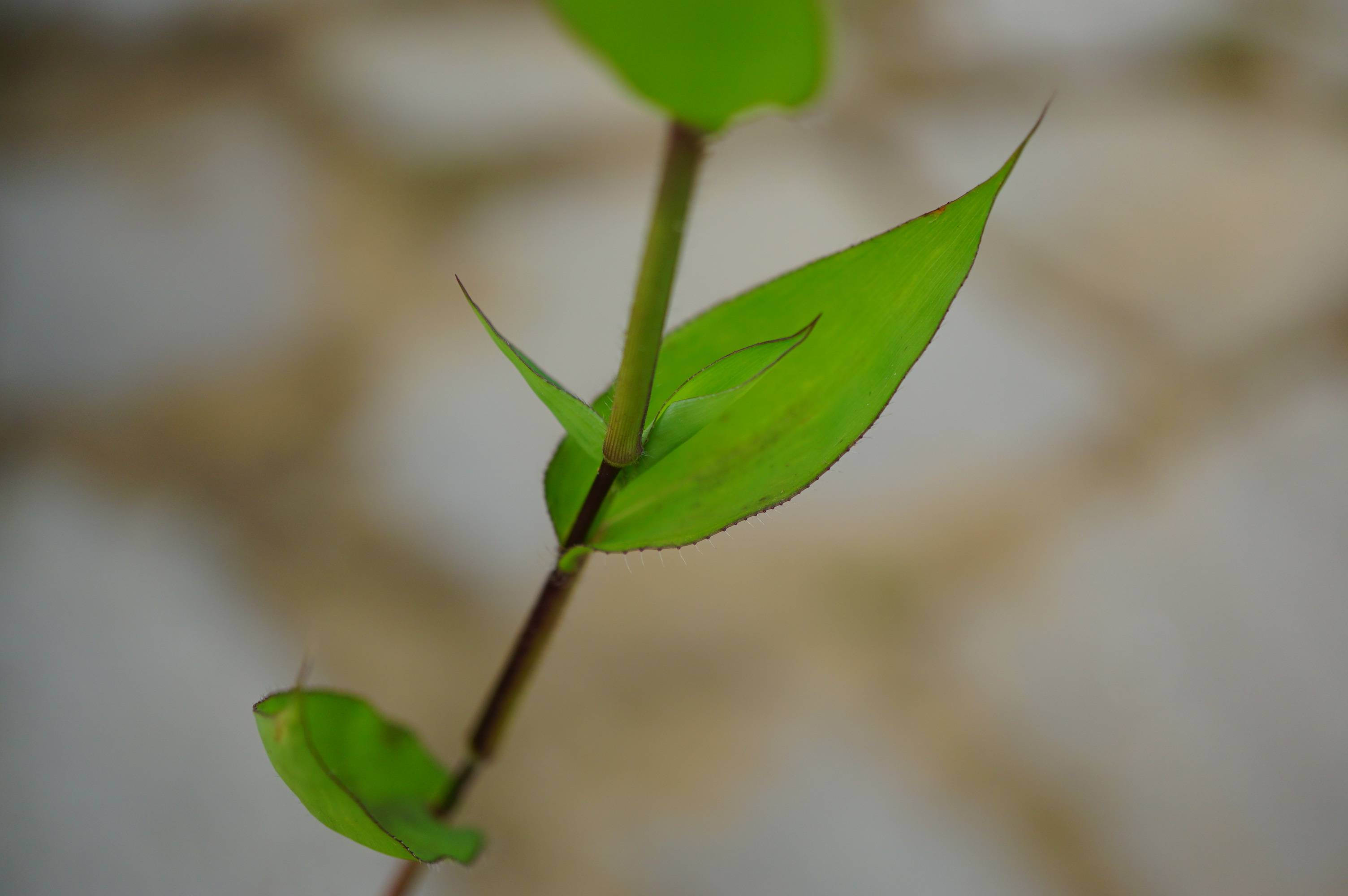 我见到的山东本土野生植物