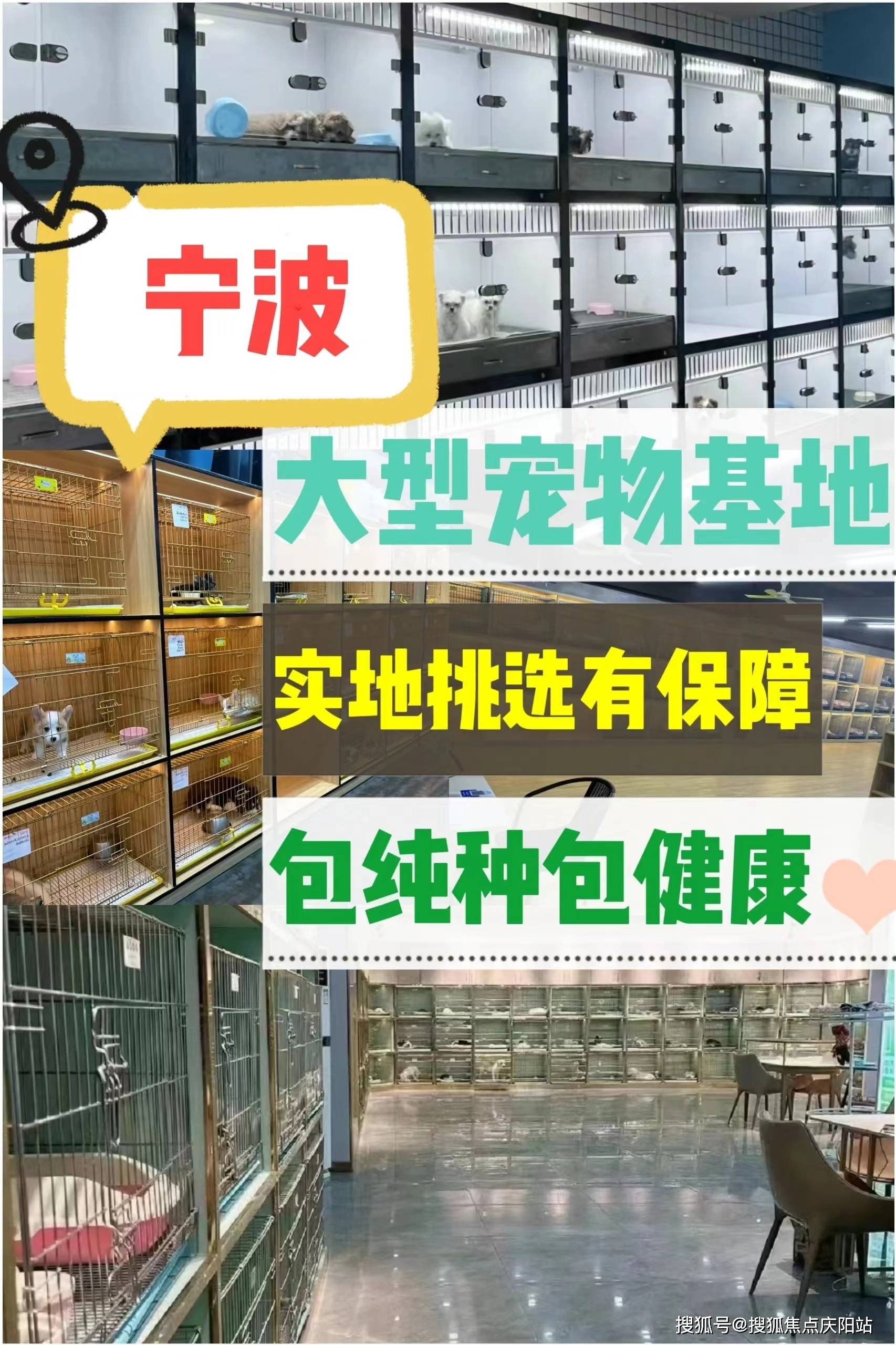 宁波买拉布拉多首页网站(宁波镇海区)拉布拉多什么价格!