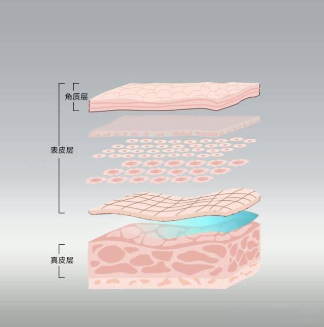 皮肤的角质层:皮肤的天然保护屏障