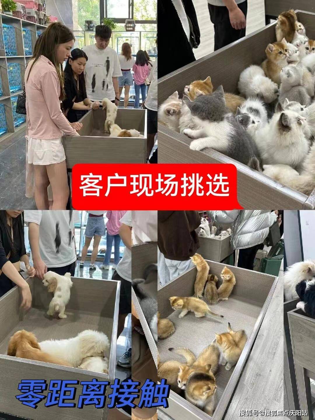 昆明买拉布拉多犬首页网站丨昆明官渡区哪里有拉布拉多犬卖
