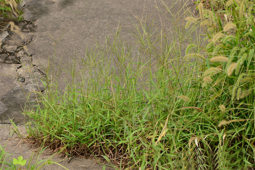 我见到的山东本土野生植物
