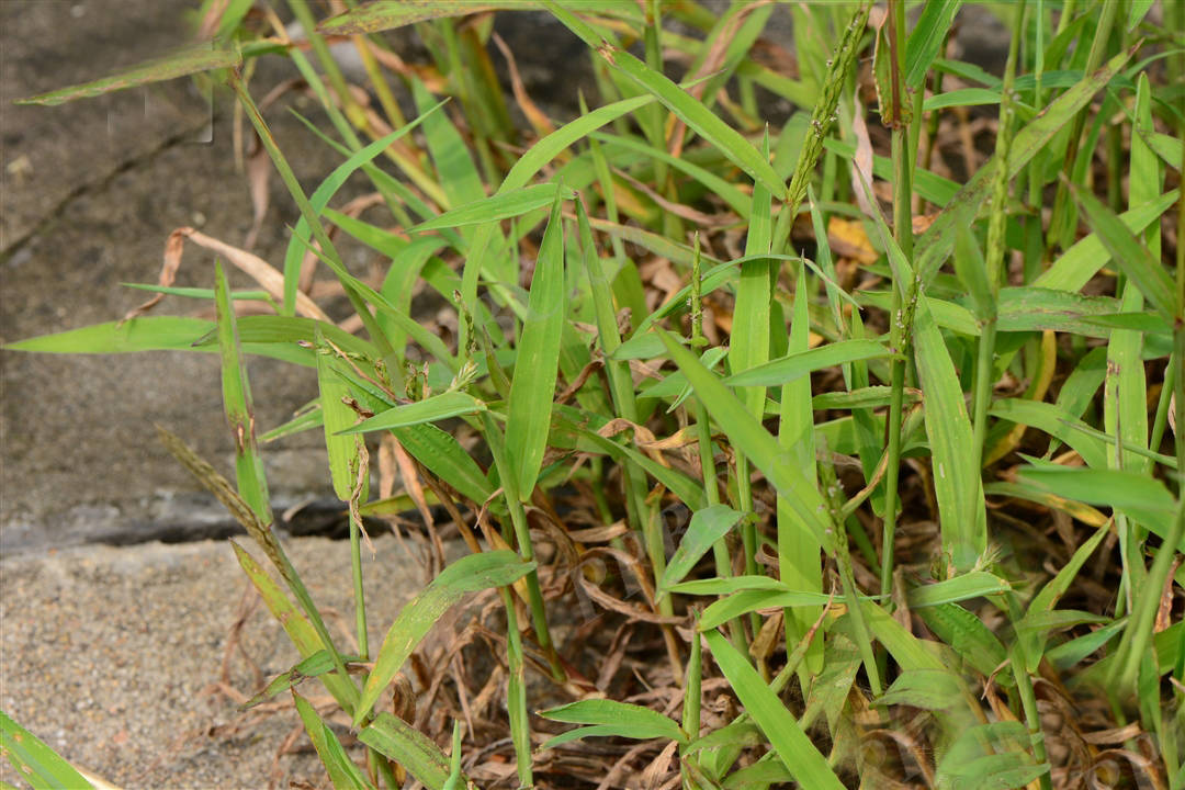 我见到的山东本土野生植物