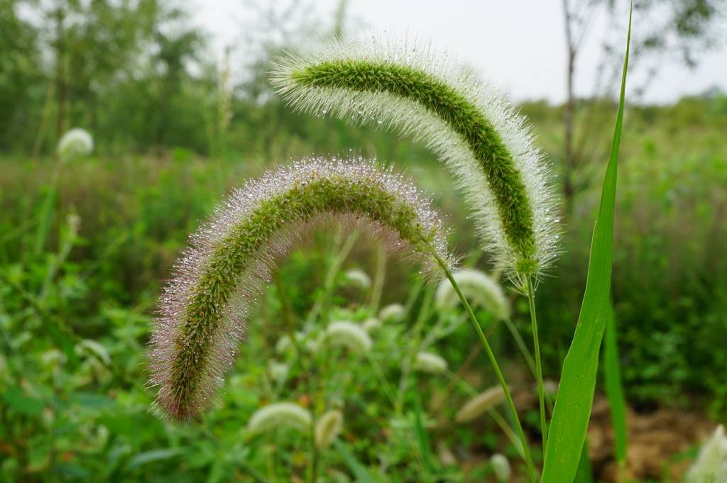 我见到的山东本土野生植物