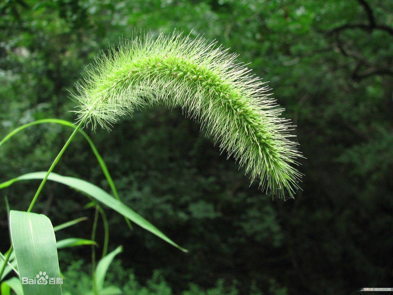 我见到的山东本土野生植物