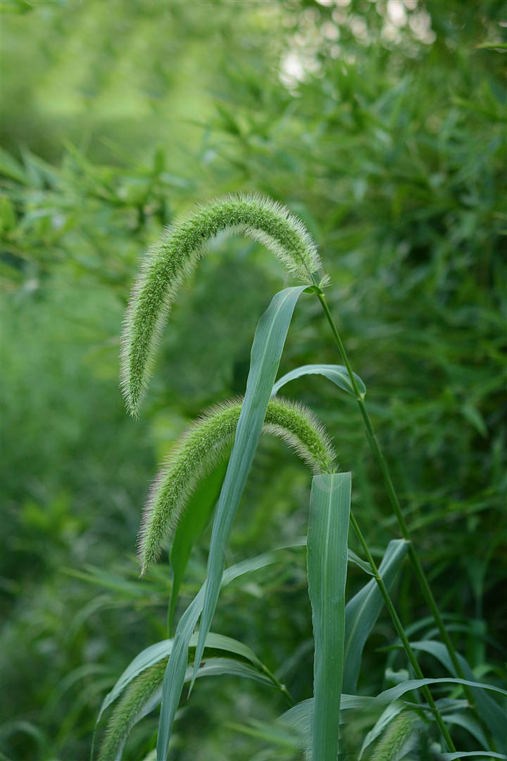 我见到的山东本土野生植物