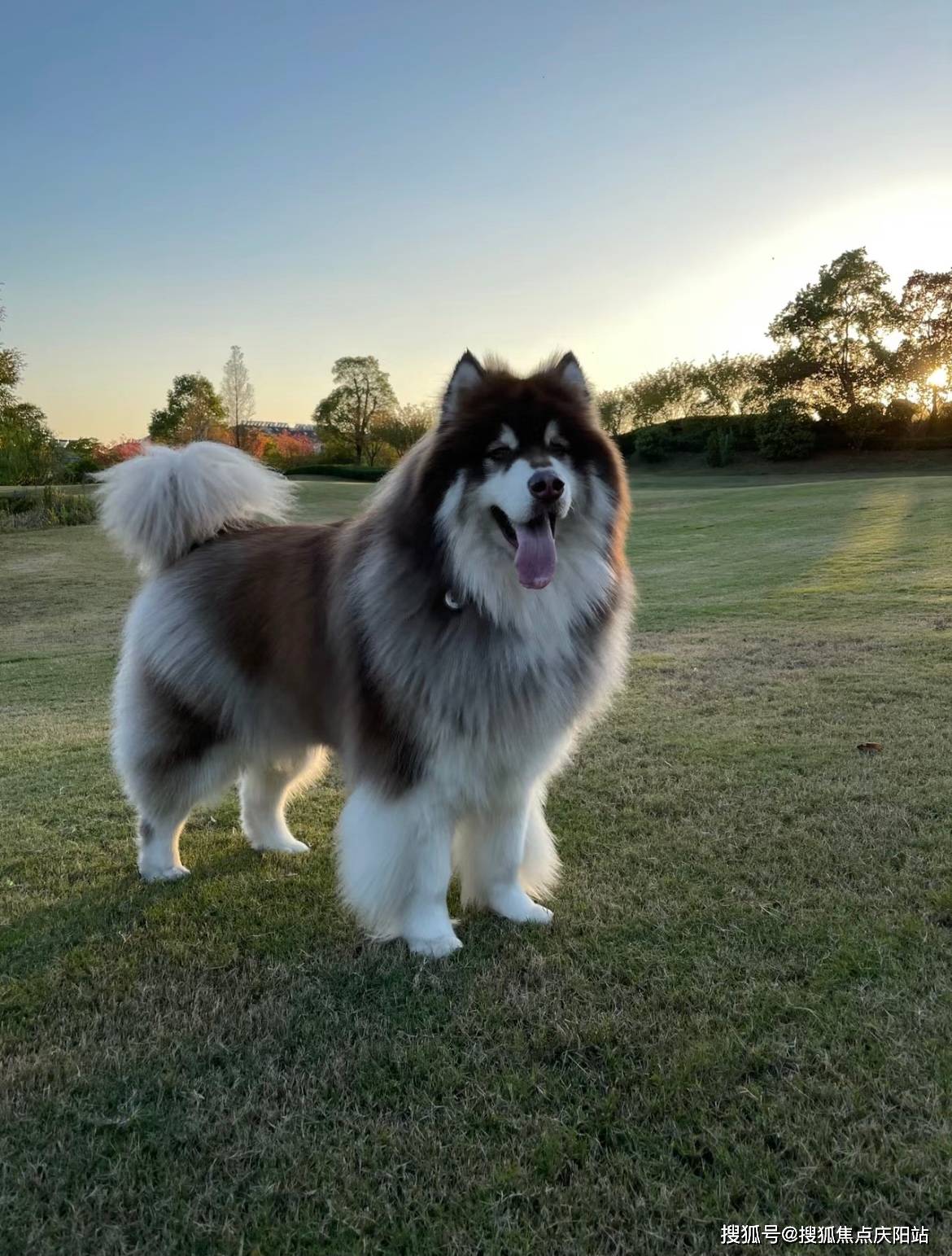 阿拉斯加犬最大图片