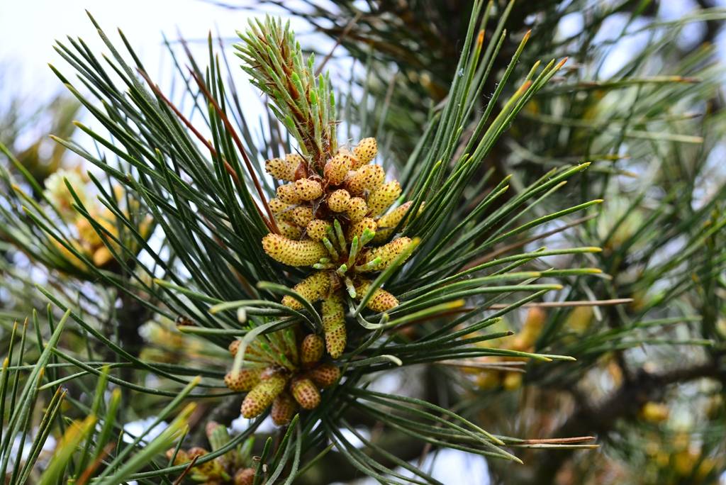 我见到的园林栽培植物(3) 樟子松