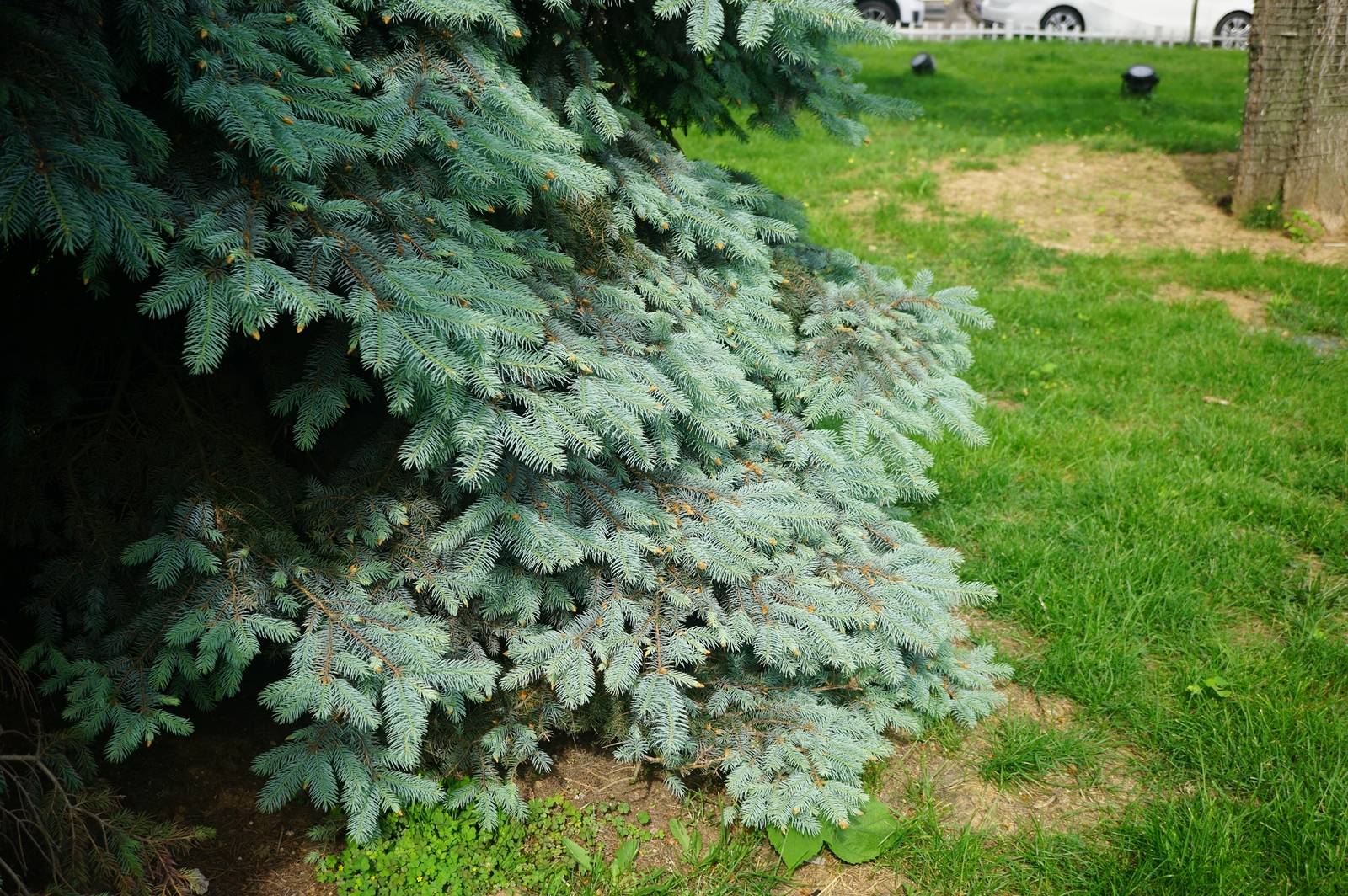 我见到的山东本土植物和园林栽培植物(44) 青扦(栽培)