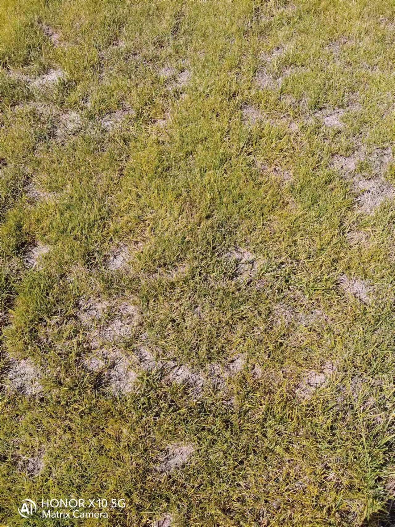 一草坪重点防治白粉病锈病预防枯萎病褐斑病