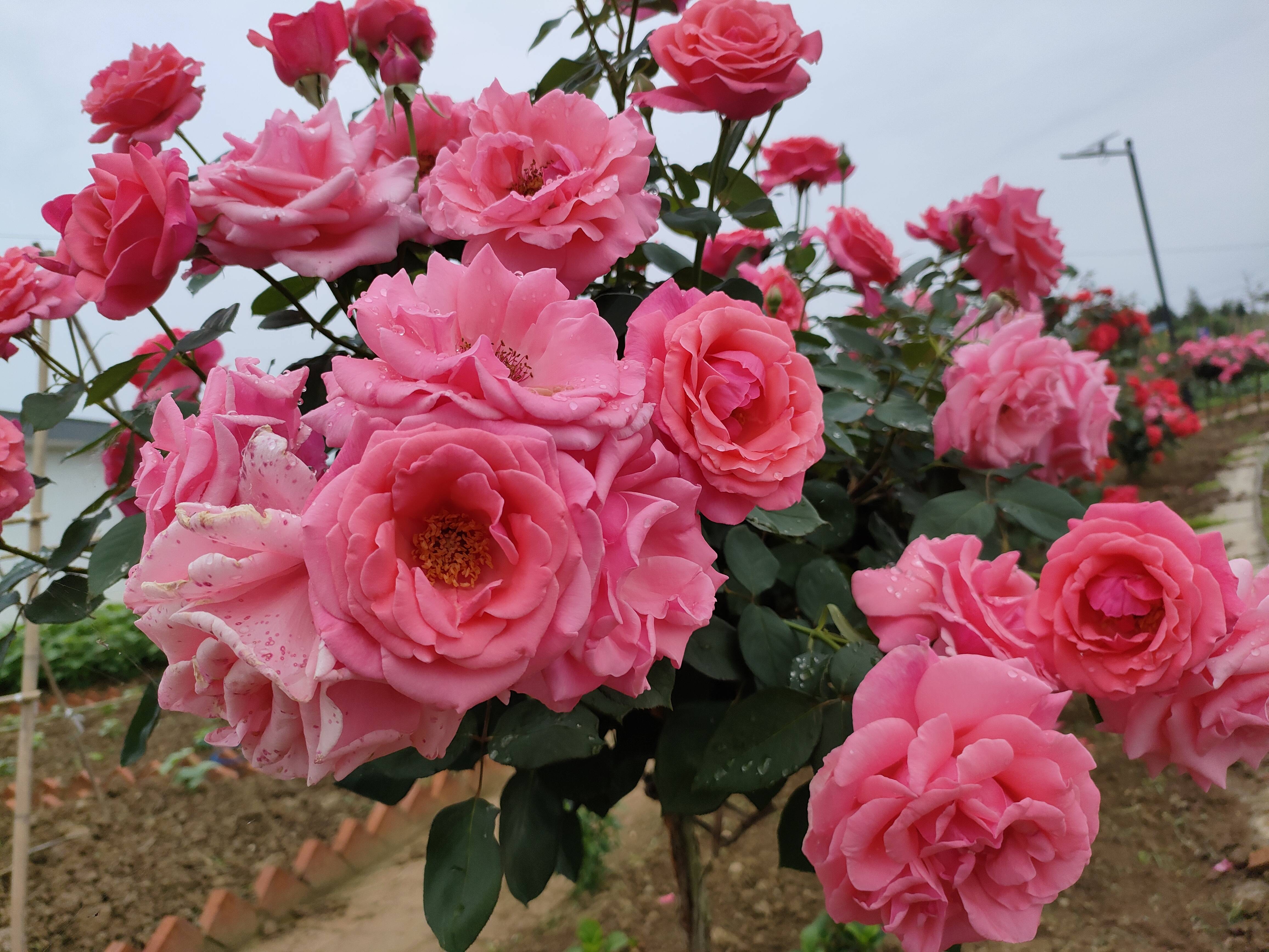 大自然花海图片大全图片