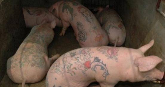 男子给活猪纹身,猪皮卖给香奈儿做限量款皮包,一张猪皮净赚51万