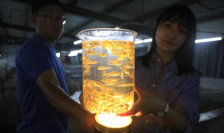 象山渔民一网捕捞2000多公斤野生大黄鱼,卖了957万