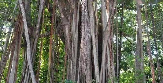 并且,库拉树已经灭绝了100多年的时间,在灭绝前正巧被路易斯做成了