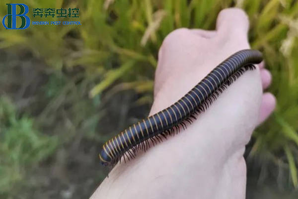 屋子里有马陆虫怎么办?