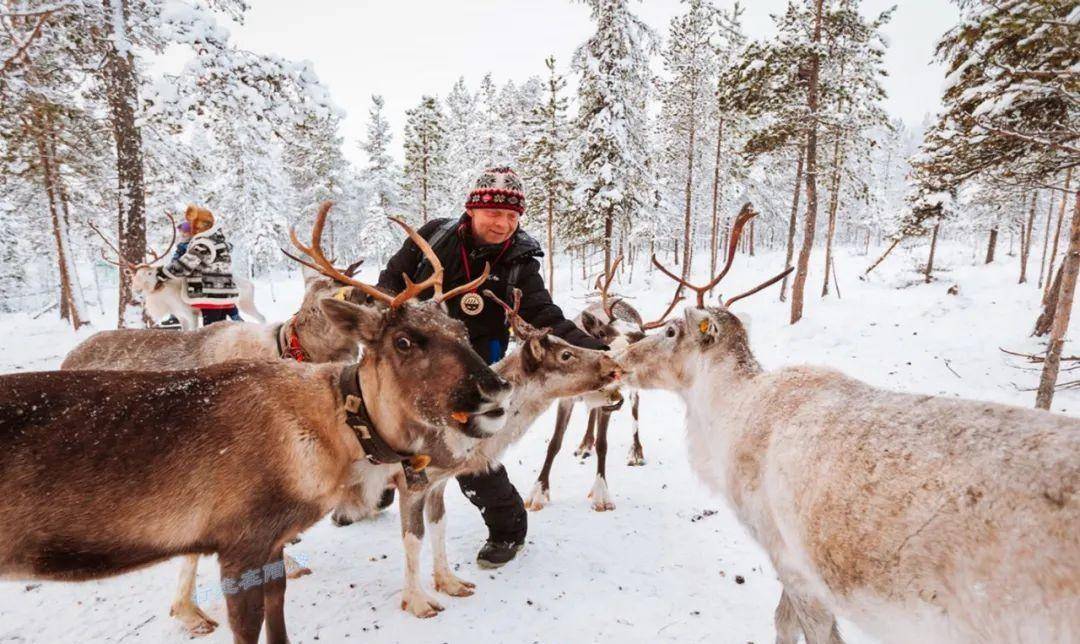 北欧最神秘的民族:万年历史却不知来历,始终在北极圈里游牧_驯鹿_萨米