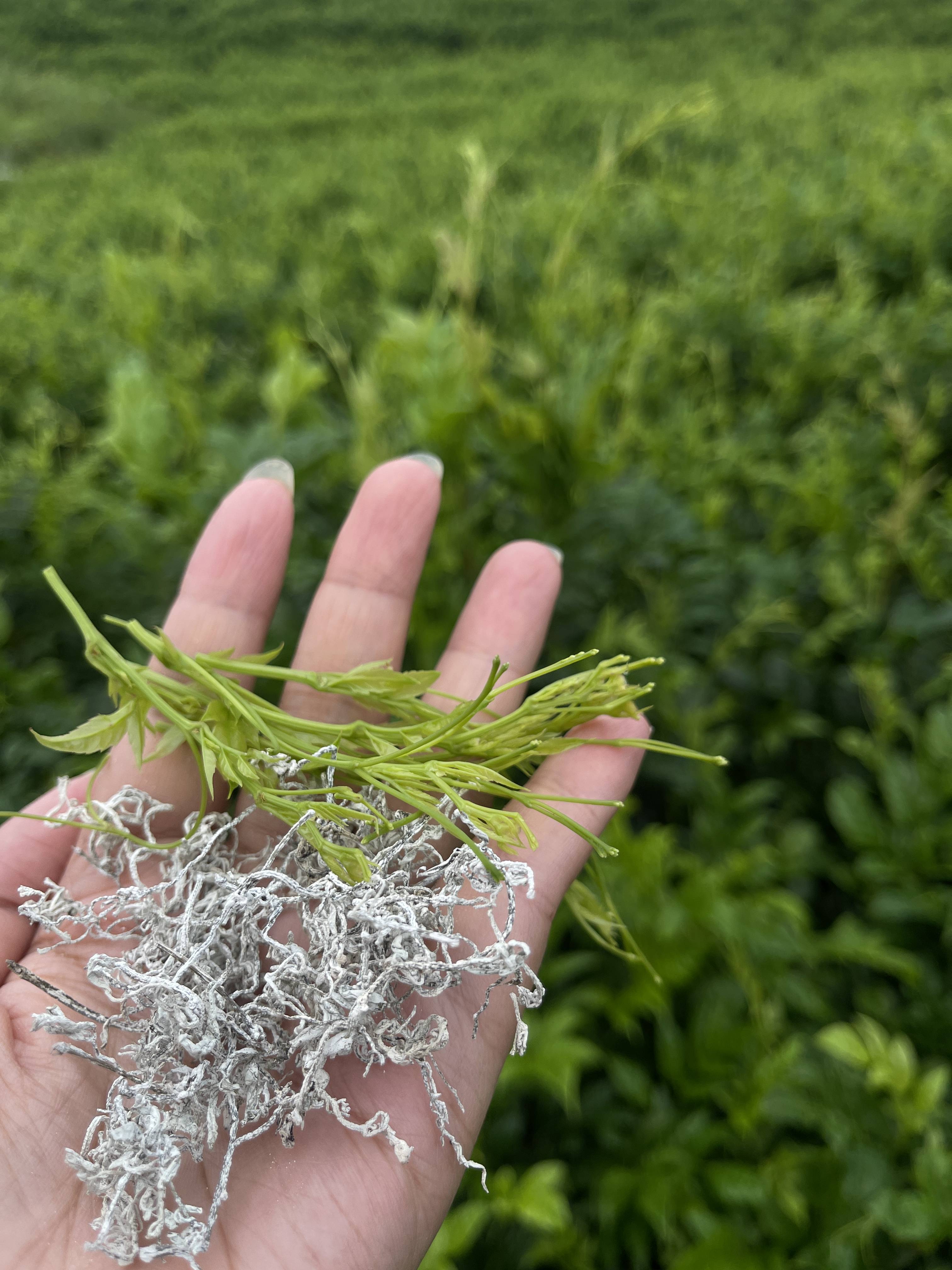 莓茶的别名图片