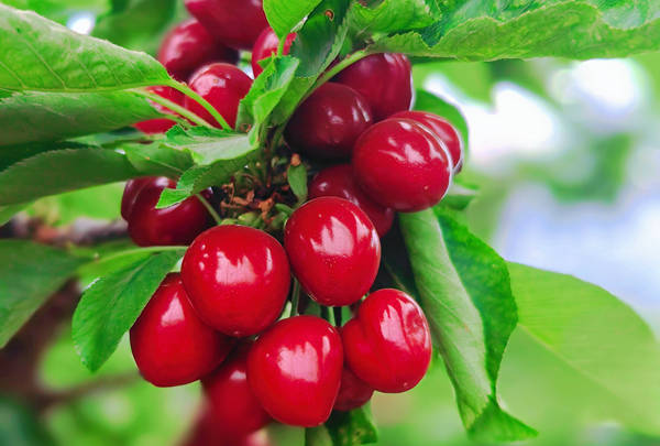 五月的澄城送来了,初夏大自然甜蜜蜜的馈赠澄城樱桃!