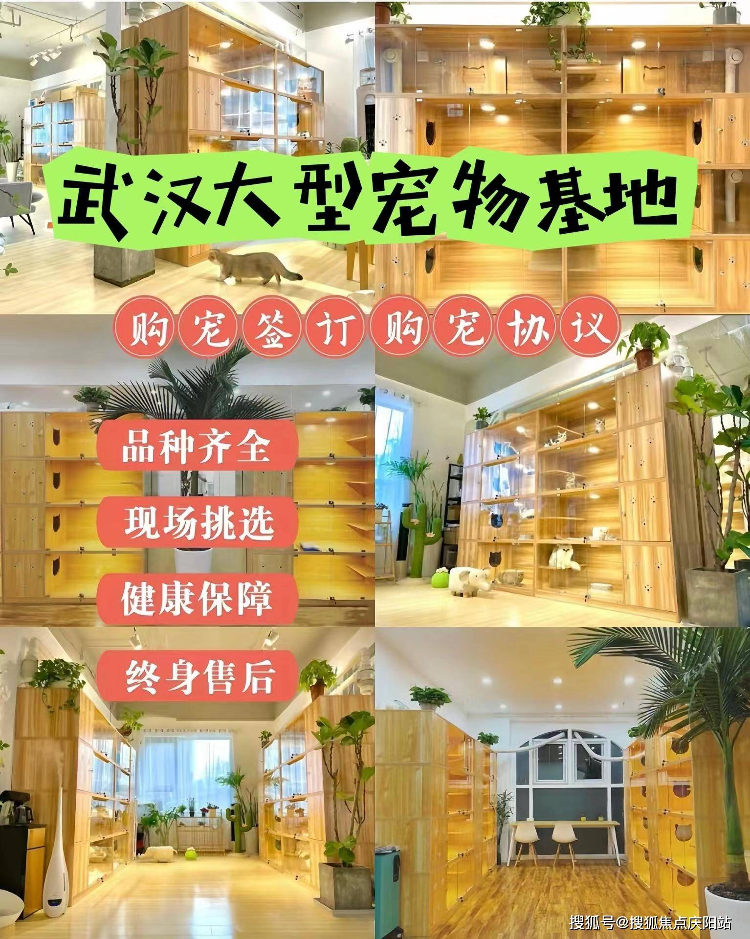 武汉武昌区哪里有正规卖柯基的宠物店?