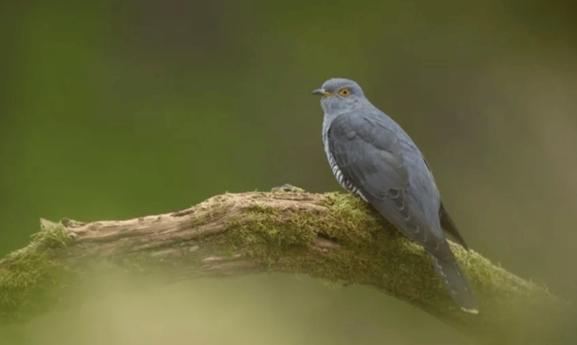 数以千计的候鸟抵达海岸_鸟类_芦苇莺_约克郡