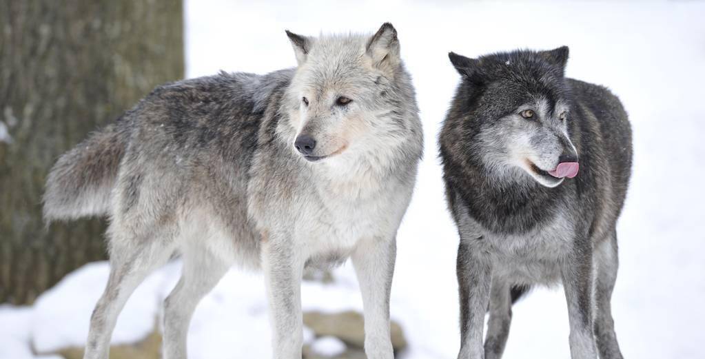 狼群早就发现了郑班长,只听见一声狼嚎,四只野狼便离开小树向着郑班长