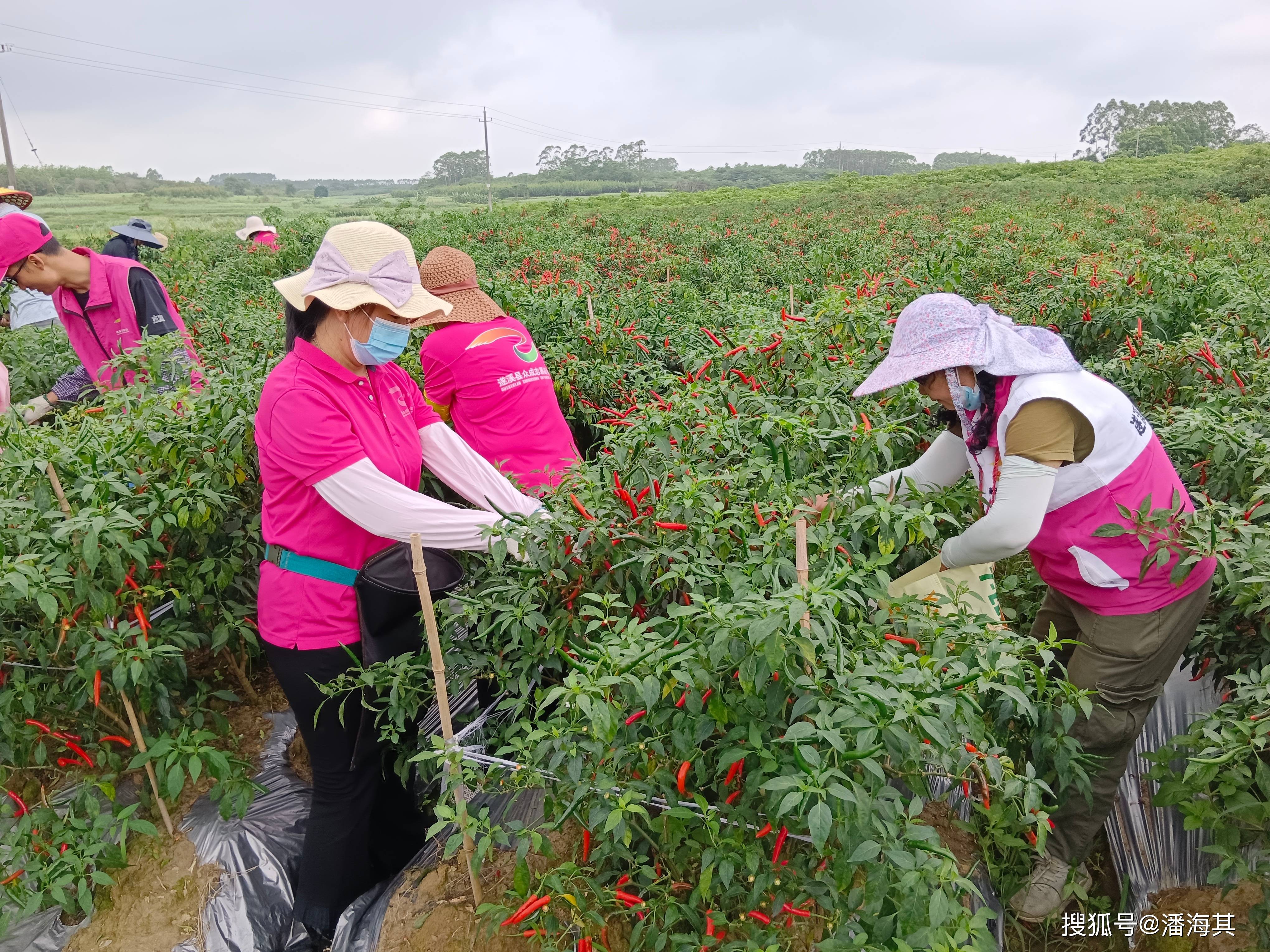遂溪县众成志愿者采摘辣椒助力乡村振兴