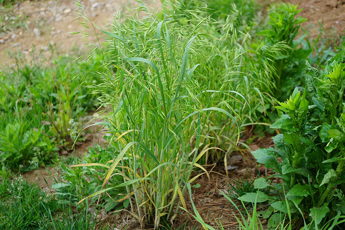我见到的山东本土植物和园林栽培植物(185) 雀麦