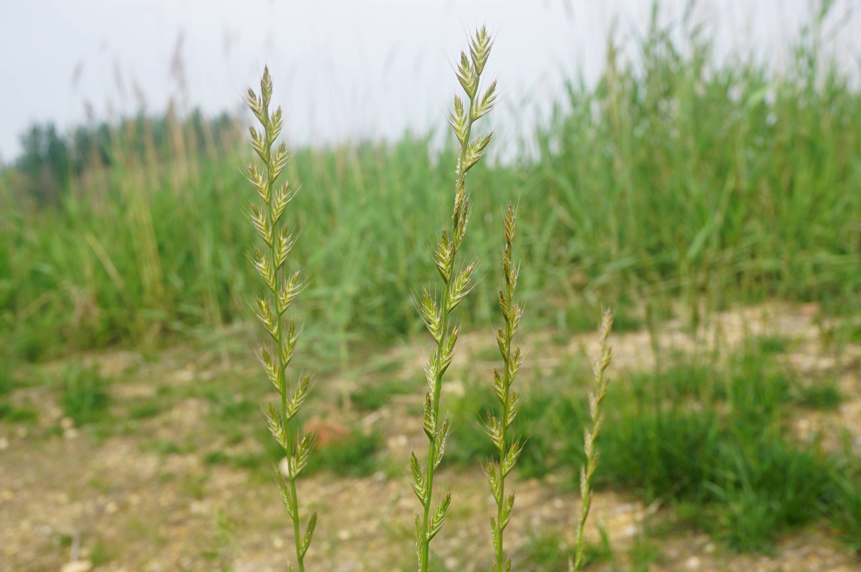 我见到的山东本土植物和园林栽培植物(184)多花黑麦草