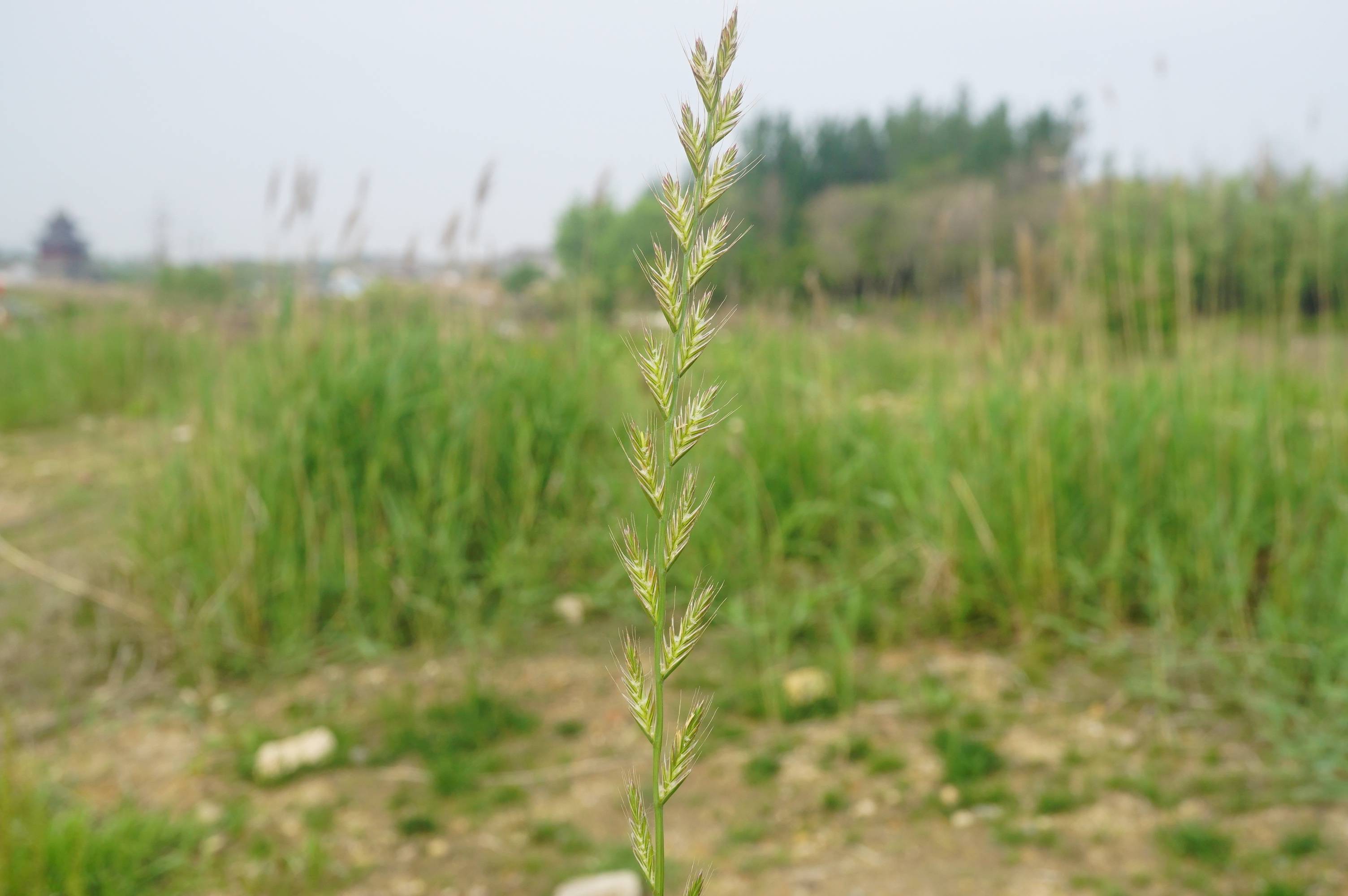 我见到的山东本土植物和园林栽培植物(184)多花黑麦草